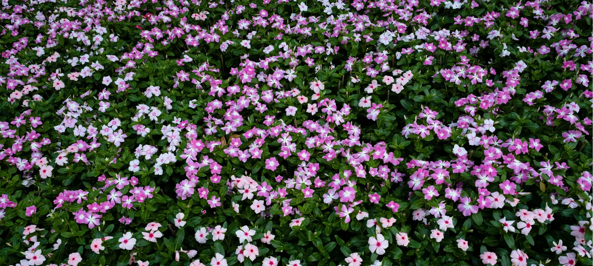 Les différentes variétés de couvre-sols