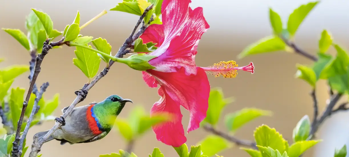 Cmonjardinier vous fait découvrir l'hibiscus, une plante tropicale
